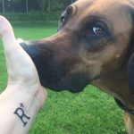 Hvad betyder R+ egentlig, når vi taler hundetræning?