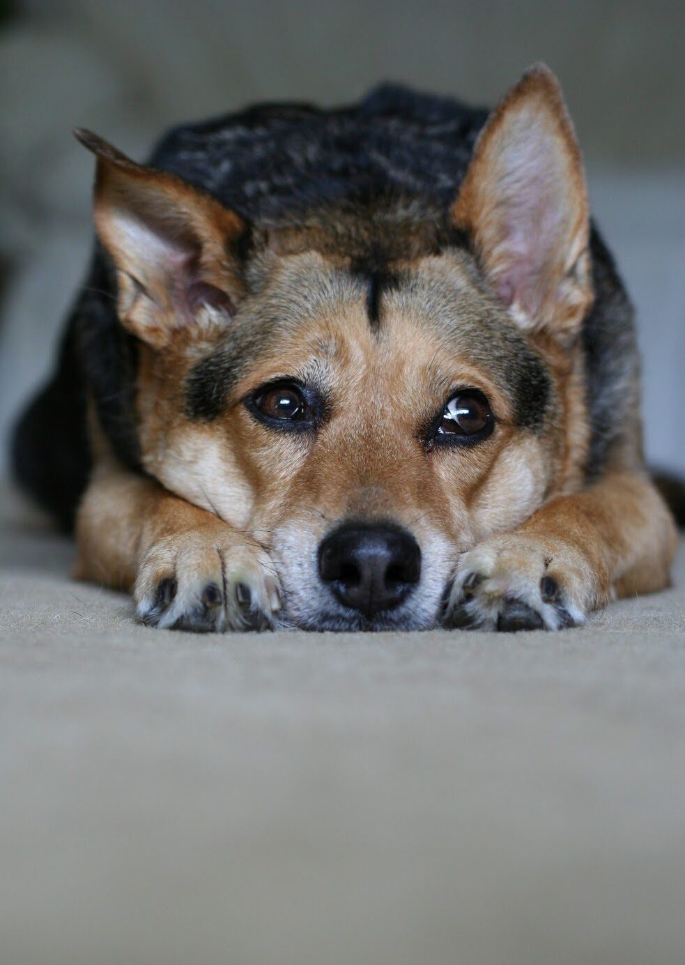 Hund med separationsangst, hund der ikke kan være alene hjemme, Nordhund adfærdsrådgivning.