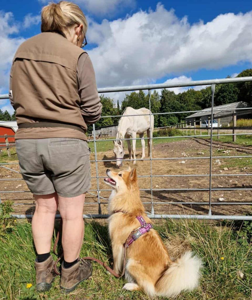 Islandsk fårehund øver sig i at sidde roligt ved siden af en hest.