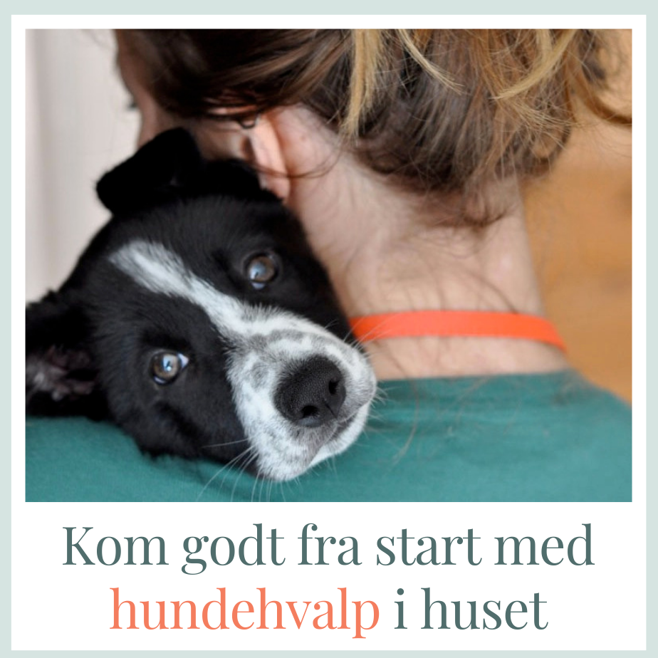 Kom godt fra start med hundehvalp i huset - miniguide med tips og viden til den første tid med hundehvalp i huset