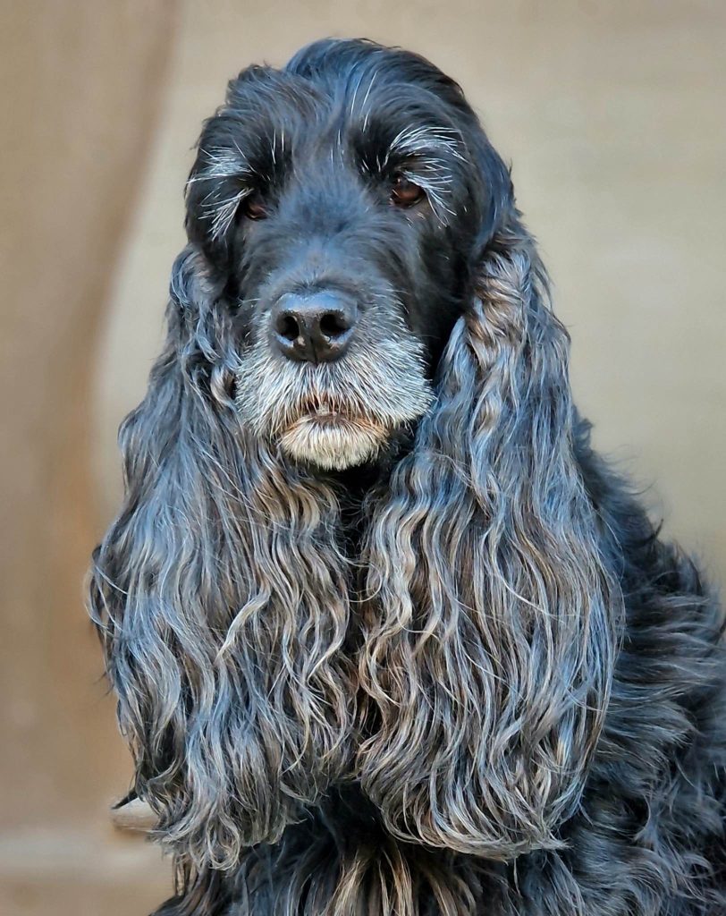 Det grå guld. Gamle hunde kan også lære nye tricks. Brug management hvis din hund har problemer og bliver usikker, utryg og reaktiv.