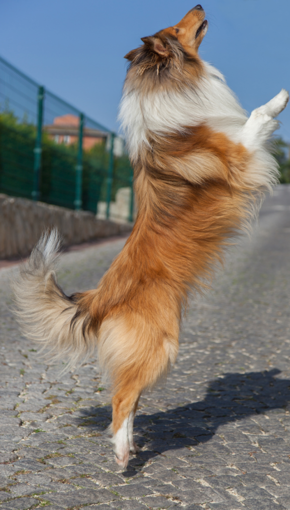 4 poter på jorden er en træningsguide til dig, der gerne vil lære din hund at hilse pænt og holde op med at hoppe op.