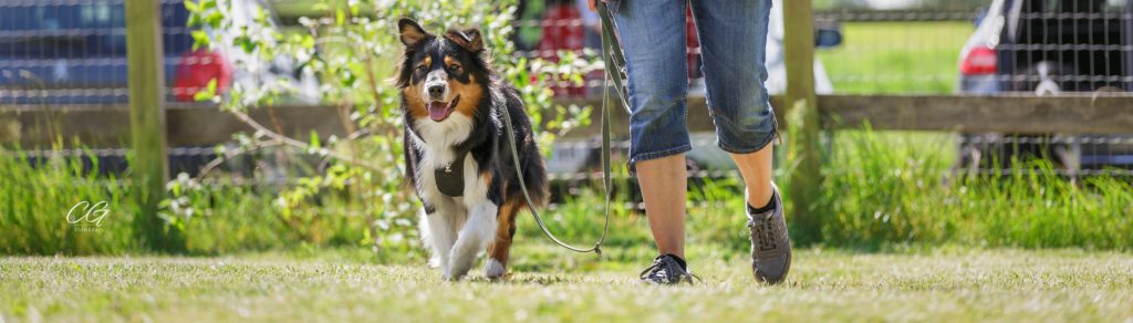 Velkommen til hundetræning med din familiehund, aussie, belønningsbaseret hundetræning, klikkertræning hos Nordhund