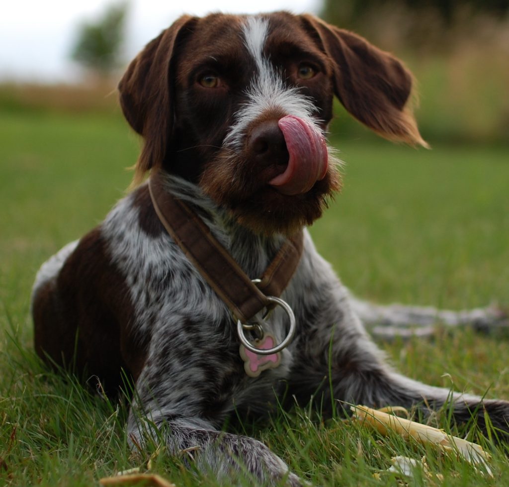 Familiehund ruhåret hønsehund træning med din hund familiehundetræning, adfærdsrådgivning, enetimer