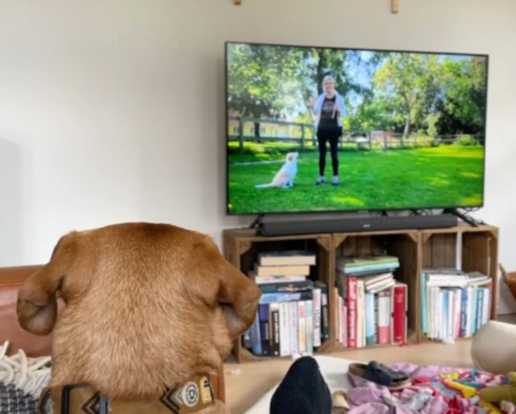 Online hundetræning træn hjemmefra med din familiehund, gå pænt i snor, indkald, hvalpetræning med din hund via onlinekurser