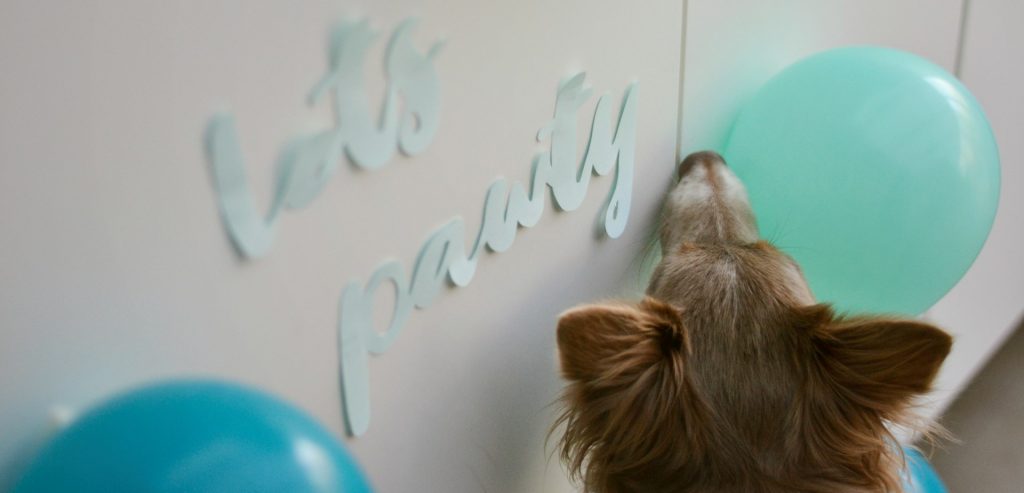 Adfærdsrådgiver og hundetræner Mia Trier-Knudsen fra Nordhund giver sine bedste tips til en god nytårsaften for din hund.