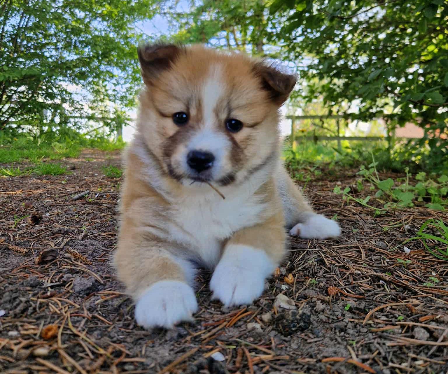 Til hvalpetræning arbejder vi med kontaktøvelser, opbygger et stabilt samarbejde og din hvalp får nogle gode sociale erfaringer i et trygt miljø