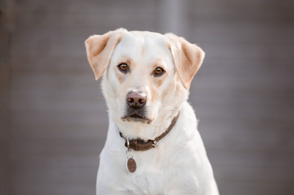 Den der hvisker lyver! Jeg er hundetræner og adfærdsrådgiver, men jeg er ikke hundehvisker.