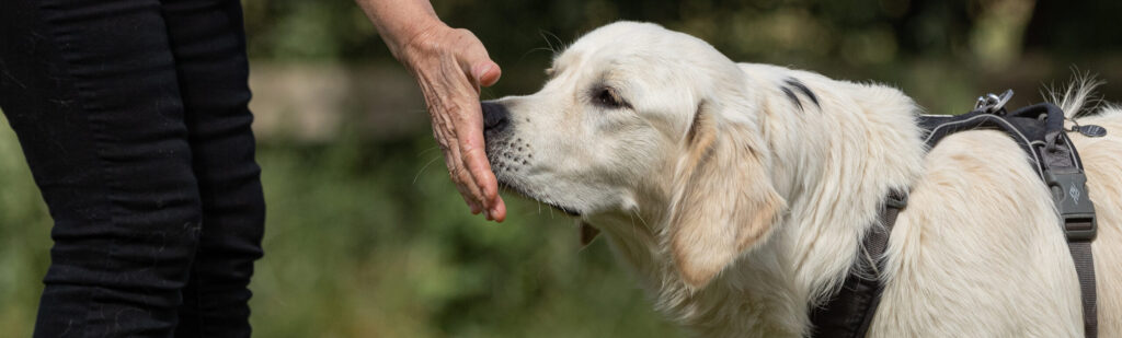Den, der hvisker, lyver - et blogindlæg om (ikke) at være en "hundehvisker".. Her illustreret med et billede af en golden retriever, der udfører øvelsen "snudedut".
