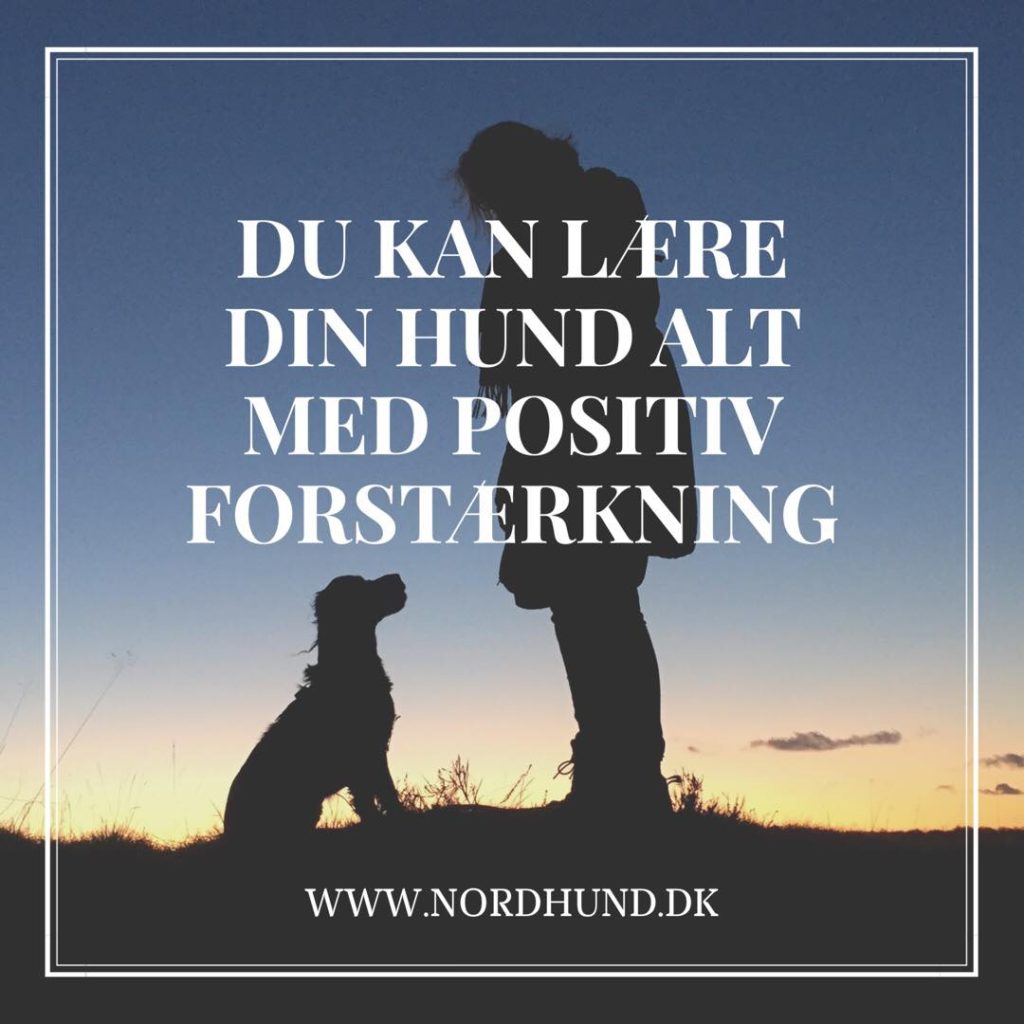 Du kan lære din hund alt med positiv forstærkning - et hundetrænings-meme fra nordhund.