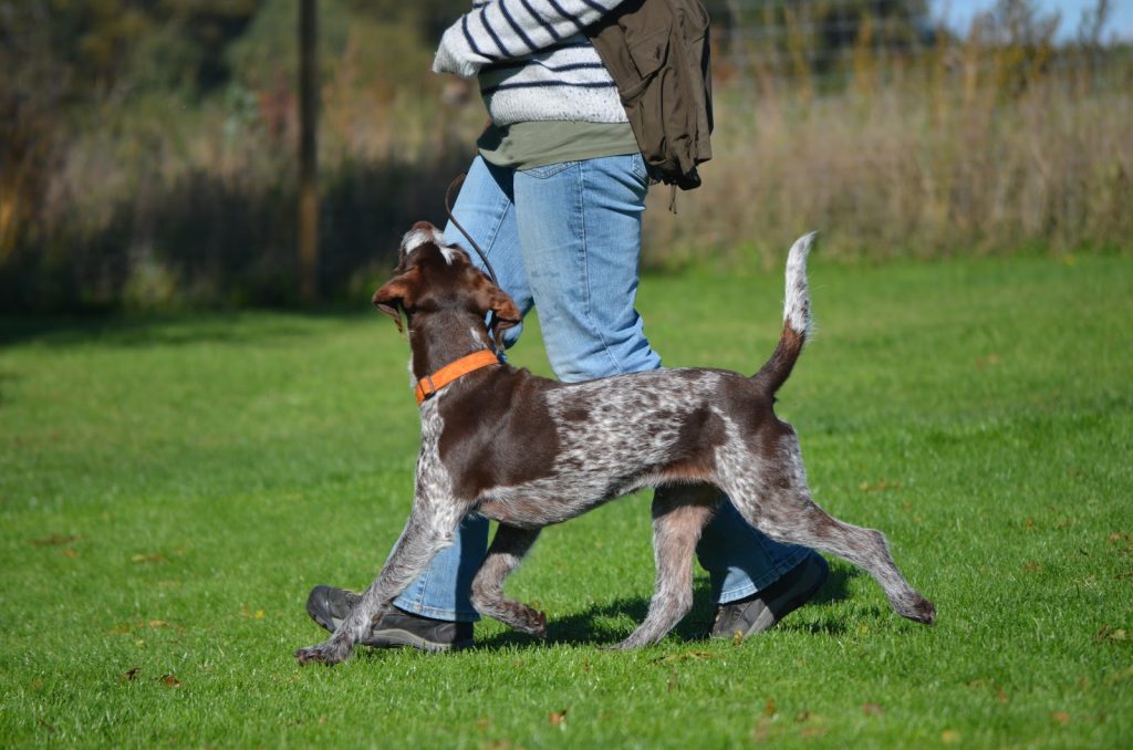 Kan du genkende en glad hund? Et blogindlæg fra Nordhund om glæden ved positiv hundetræning.