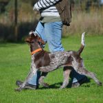 Kan du genkende en glad hund? Et blogindlæg fra Nordhund om glæden ved positiv hundetræning.