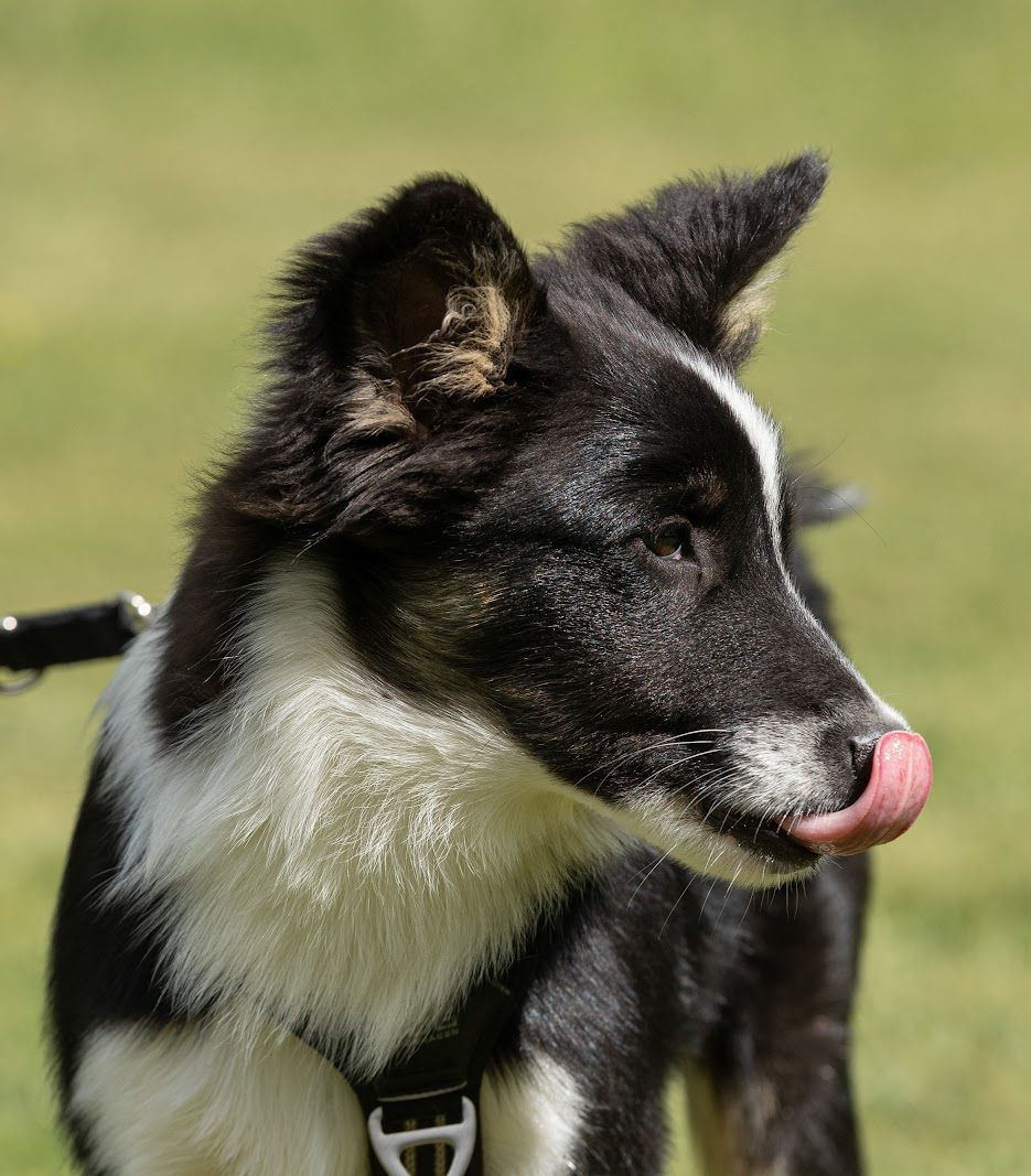Fortsættertræning for familiehunde - overbygning til hvalpekursus eller grundkursus, online hundetræning.