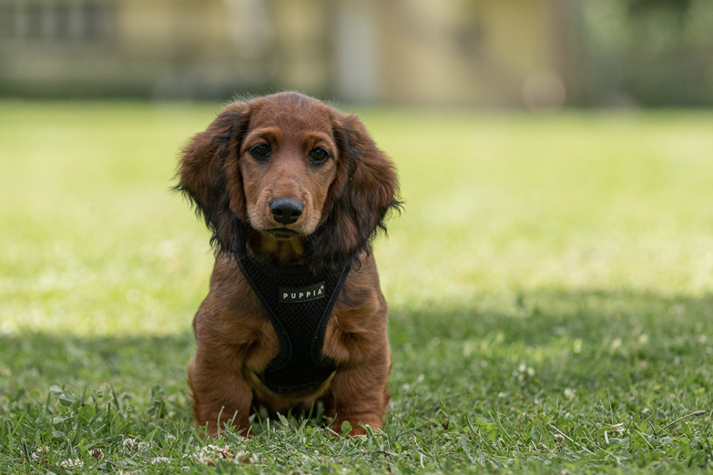 Hundehvalp til hvalpetræning hos Nordhund - træn din hvalp!