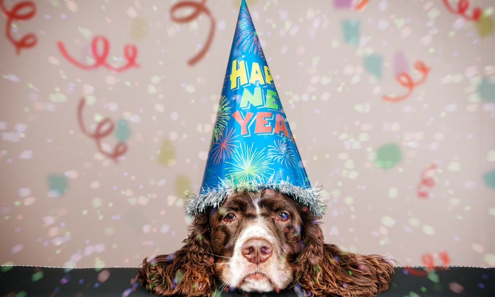 Er din hund bange nytårsaften? Læs med her...