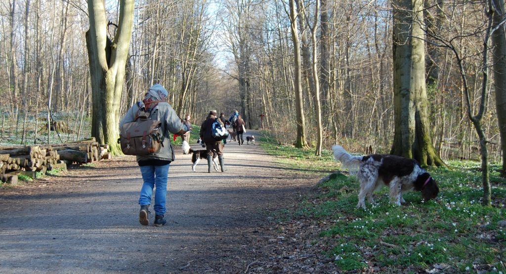 Hvis jeg fik lov at bestemme reglerne i hundeskoven, så det sådan her ud (læs blogindlæg)