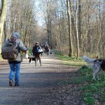Hvis jeg fik lov at bestemme reglerne i hundeskoven, så det sådan her ud (læs blogindlæg)