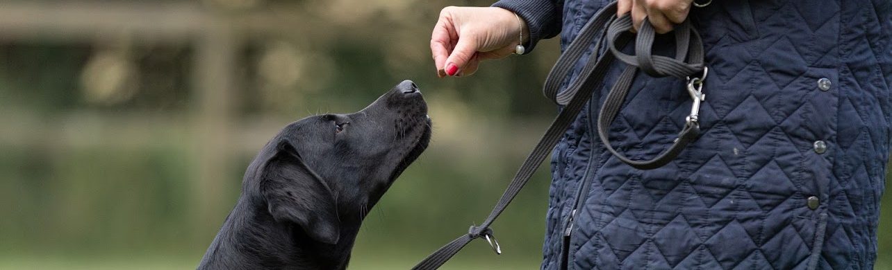Fantastisk Familiehund - et online grundkursus i hundetræning og hverdagsfærdigheder for familiehunde.