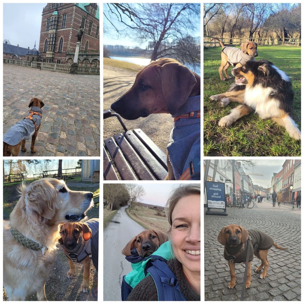 hvalpesocialisering