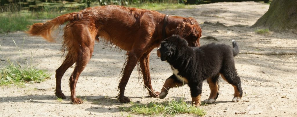 god hvalpesocialisering - møder med velafbalancerede og venlige voksne hunde.