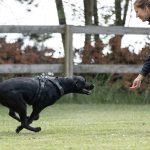 Få succes med dit indkald! Lær din hund at komme, når du kalder med Nordhunds onlinekursus "Indkald Intensiv".
