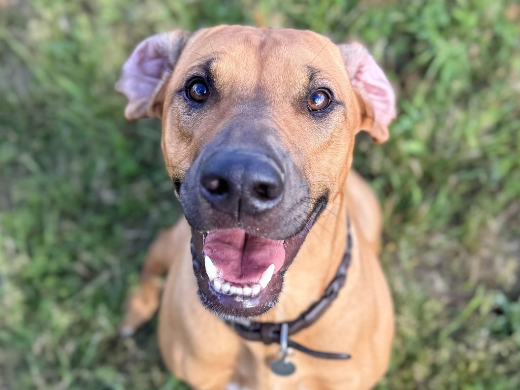 Kan du genkende en glad og tryg hund? Blogindlæg om hundesprog og vigtigheden af at skabe et positivt læringsmiljø.