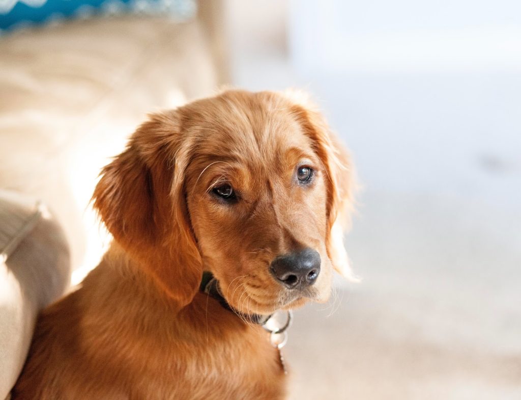 Kan man ændre på sin hunds følelser? Blogindlæg om forskellen på hundetræning og adfærdsrådgivning.