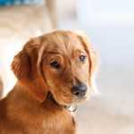 Kan man ændre på sin hunds følelser? Blogindlæg om forskellen på hundetræning og adfærdsrådgivning.