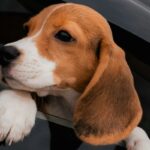 Køresyg hundehvalp