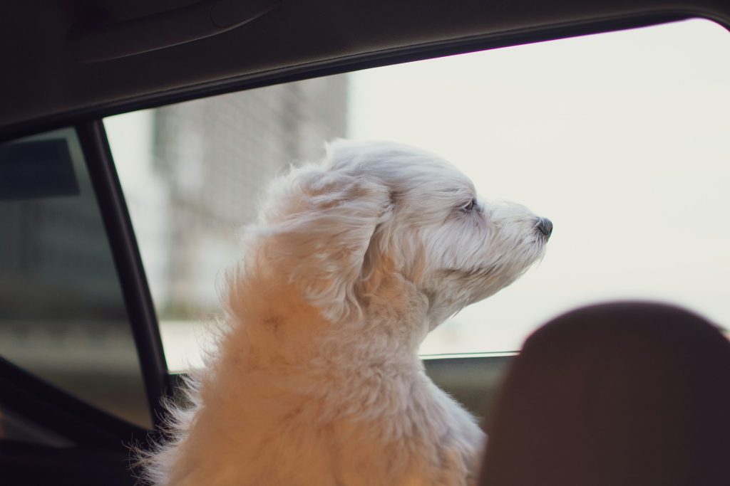 Køresyg hundehvalp i bil