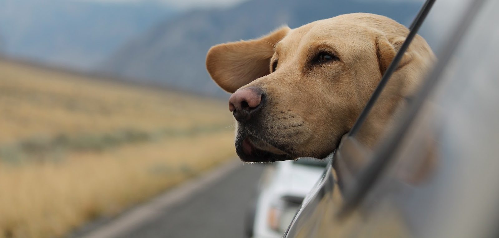 Bliver din hund eller hvalp køresyg? Blogindlæg om køresyge hos hunde.