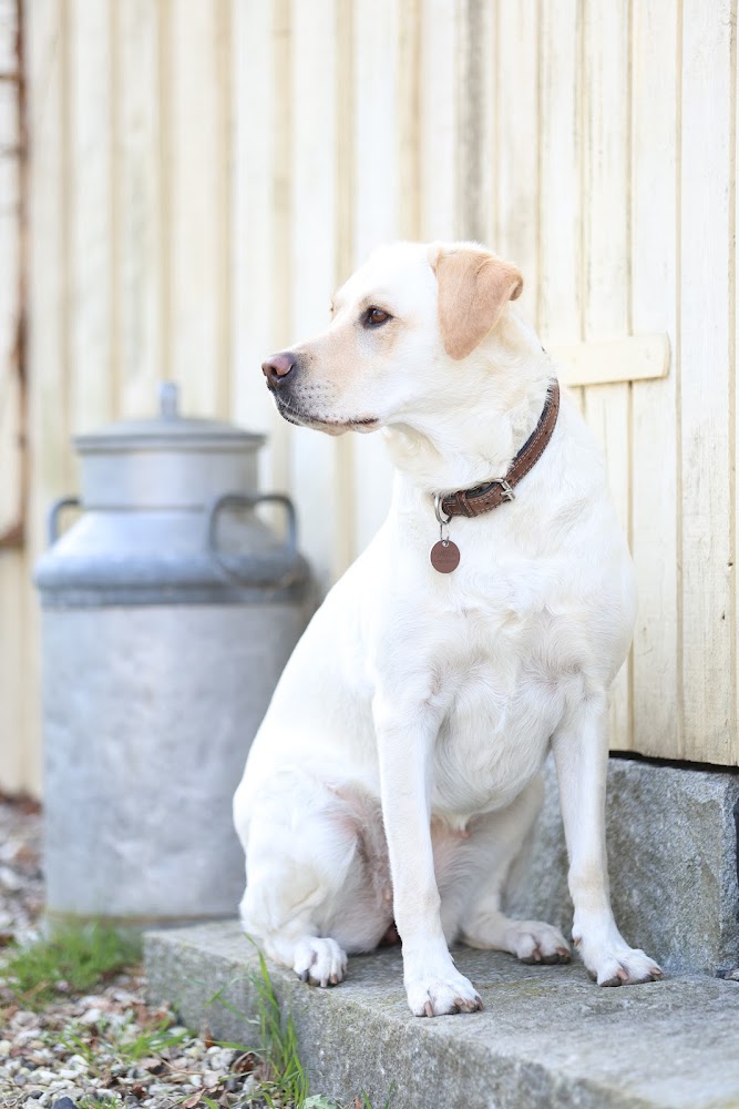 Fantastisk Familiehund - online grundtræning for dig, der drømmer om en velfungerende og veltrænet familiehund, men ikke har tid eller mulighed for at gå til holdtræning.