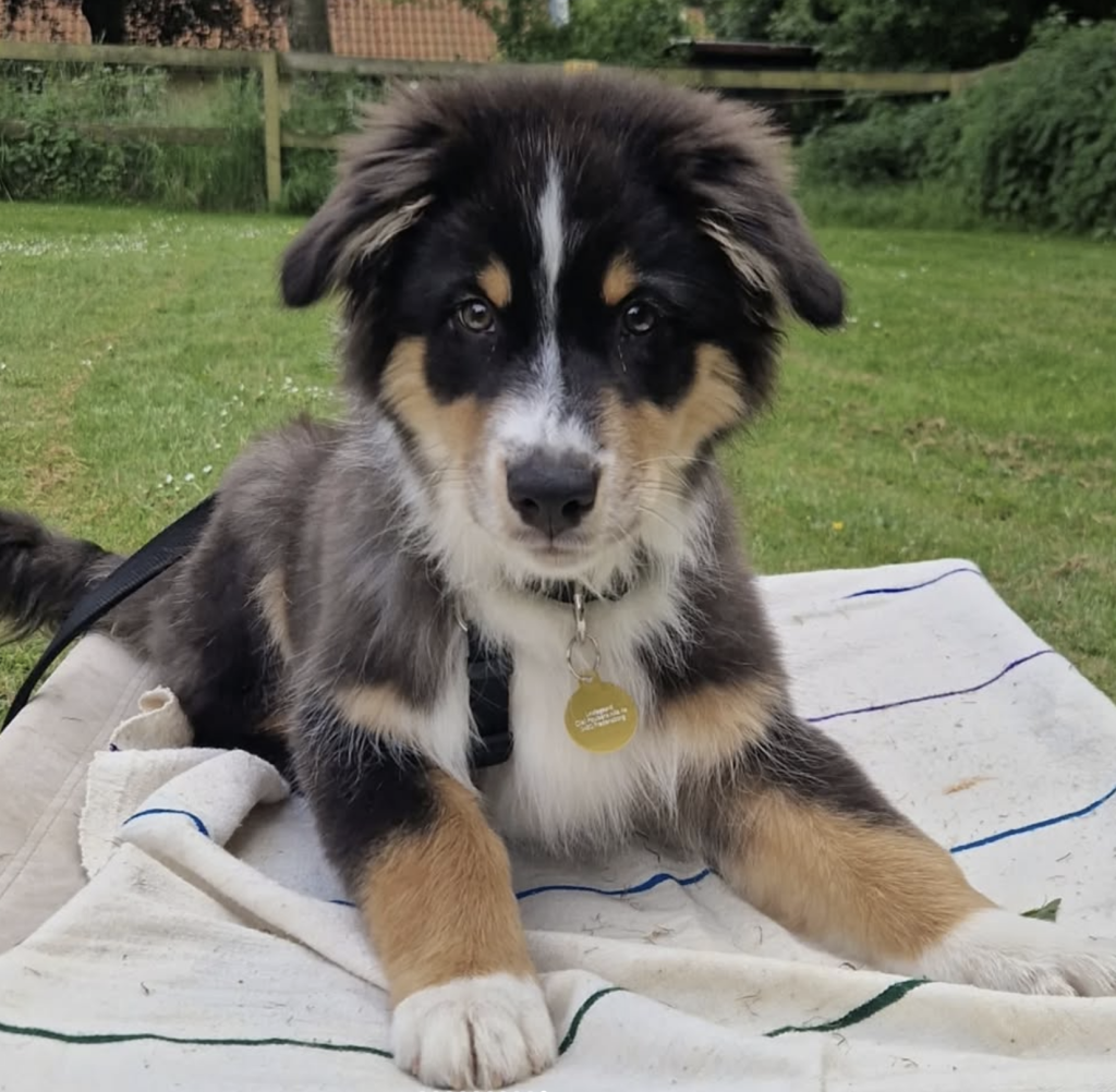 Online hvalpehold - vidste du, at du kan gå til hundetræning online med din hvalp?