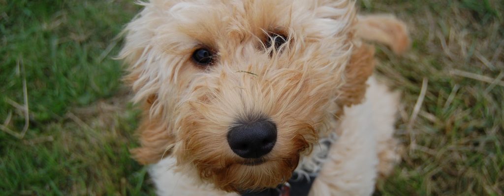 Hundehvalpen Maggie går til hundetræning hos Nordhund i Nordsjælland.