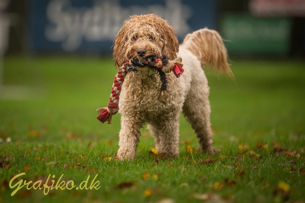 Kræsen hund? Sådan lærte kræsne Maggie at elske godbidder.