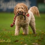 Kræsen hund? Sådan lærte kræsne Maggie at elske godbidder.