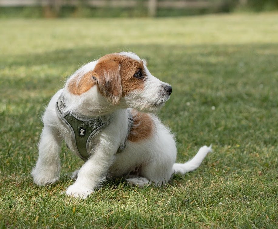 Træn din hvalp - online hundetræning for bedårende hundehvalpe - vælg online hvalpetræning og træn hjemmefra!