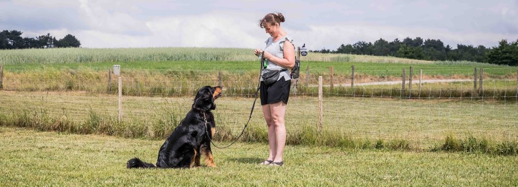 Om at hilse på andre hunde med eller uden snor - et blogindlæg fra Nordhund.