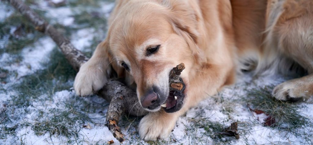 Adspredelse og aktivering er vigtige elementer for at få en god nytårsaften med din hund.