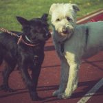 At lade hunde hilse med eller uden snor - et blogindlæg fra Nordhund.