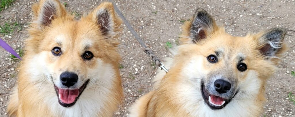 om at hilse med eller uden snor - et indlæg om hunde og hundemøder illustreret af to herlige islandske fårehunde.