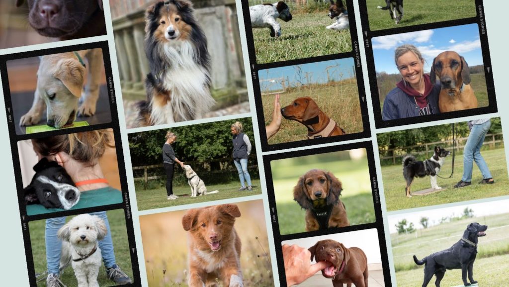 Tak for din tilmelding til hundetræning hos Nordhund! Anmeldelser af Nordhund.