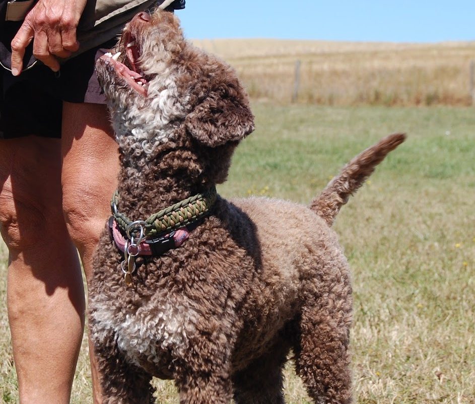 Heelwork, belønningsbaseret træning, klikkertræning, træningsmetoden, hundetræning hos Nordhund.