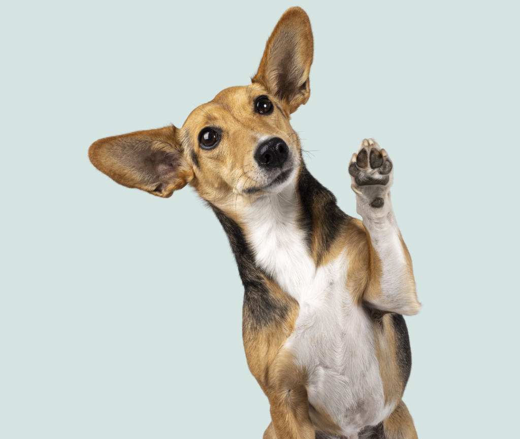 Tricks - et onlinekursus til dig, der gerne vil træne sjove og berigende tricks med din hund! Online hundetræning med Nordhund.