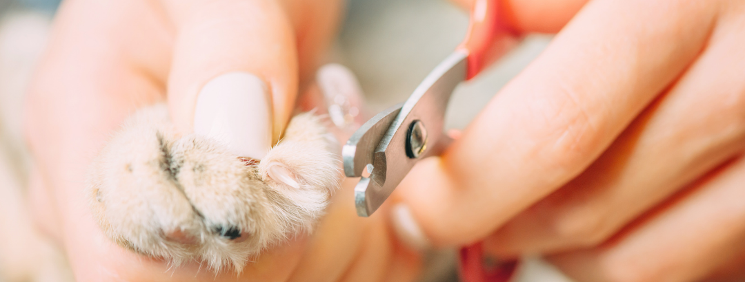 Problemer med at klippe negle på din hund? Vælg Nordhunds onlinekursus i tryg håndtering for hunde og deres ejere.