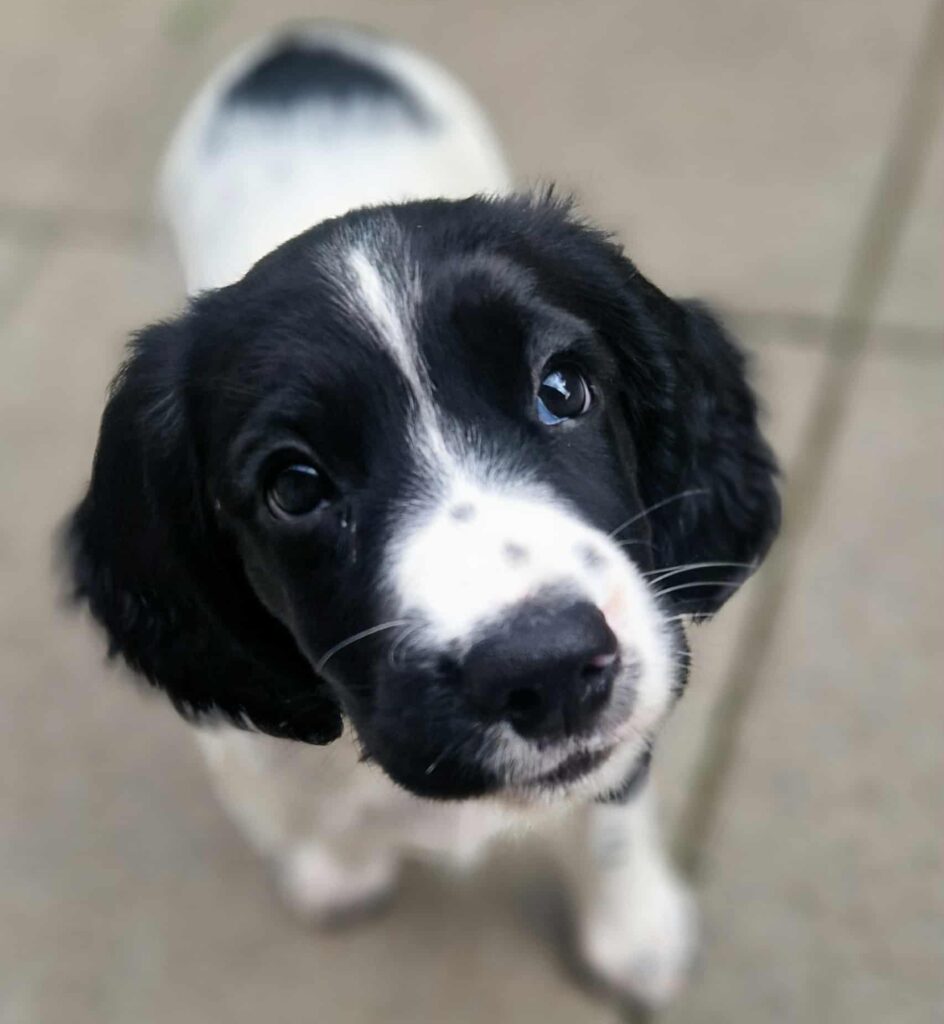 Den sødeste hundehvalp illustrerer Nordhunds onlineguide til dig med ny hvalp i huset.