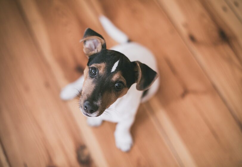 Velkommen til Nordhund, hundetræning og hvalpetræning samt adfærdsrådgivning og adfærdsbehandling for dig og din familiehund.