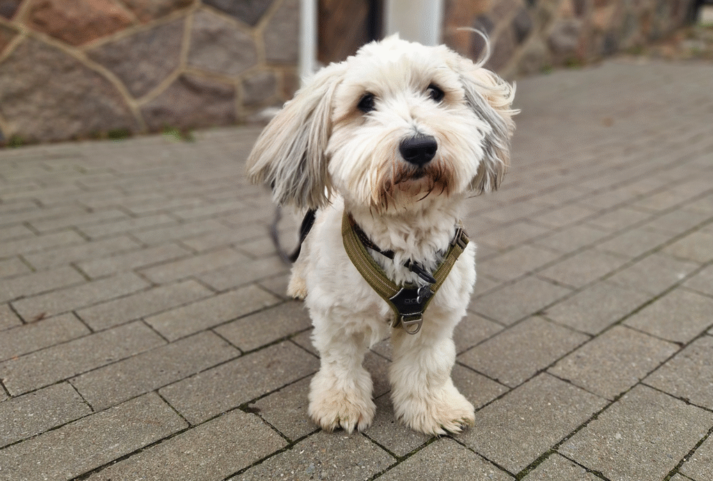 Jeg bliver altid glad, når jeg ser en hund med en mærkelig frisure, her er hvorfor ..