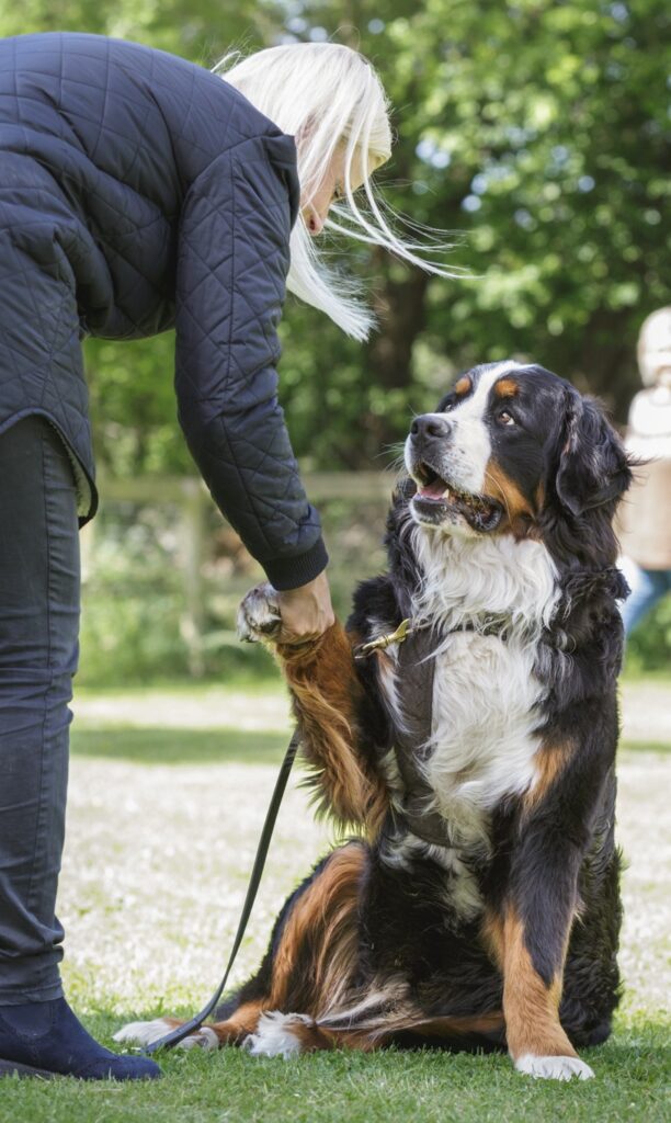 The brilliant basics er et basis kursus for familiehunde.