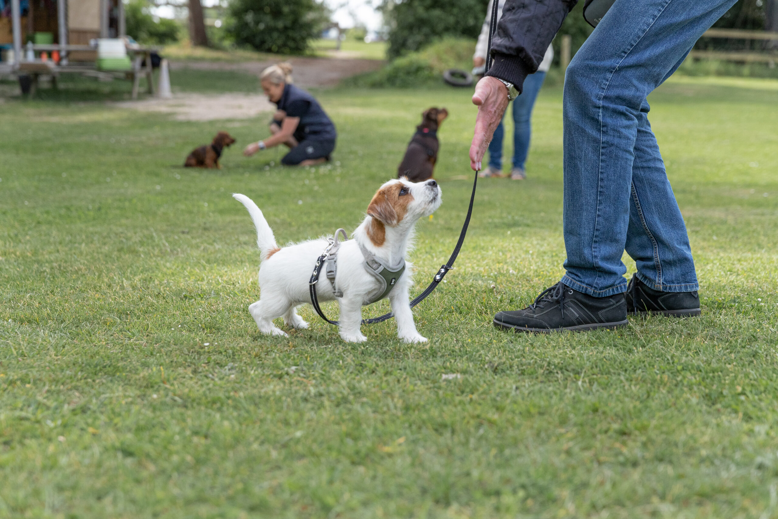 Hvalpetræning - hundetræning på hvalpehold - træn med din hundehvalp hos Nordhund.
